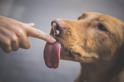 What It Means When a Dog Licks Your Hand Constantly