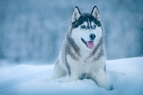 Why Huskies Yell Instead Of Speak Like Normal Dogs