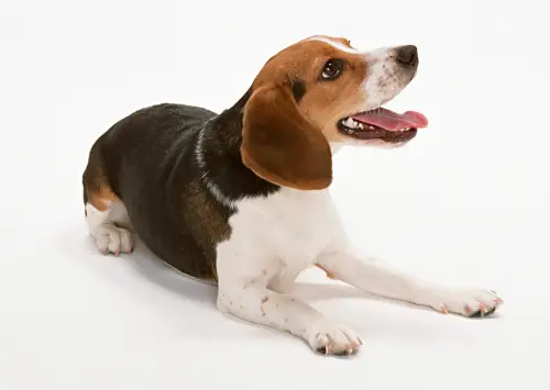 Top 10 Dog Breeds That Bond Best With Seniors Over 60