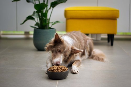 12 Hotly Debated Dog Diets: What’s Best for Your Pup?