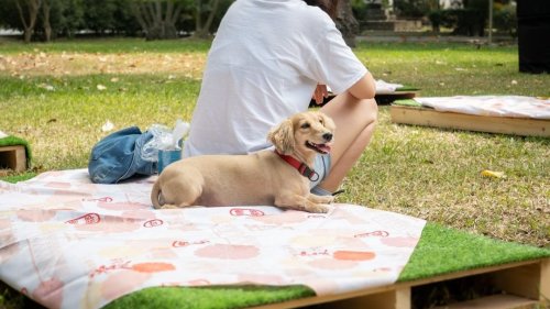 10 Creative Ways to Celebrate Your Dog’s Birthday Like a Pro
