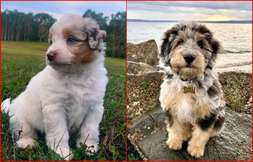 10 Facts about the Aussiedoodle