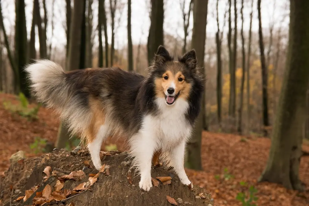 CANINE CONNXTION
