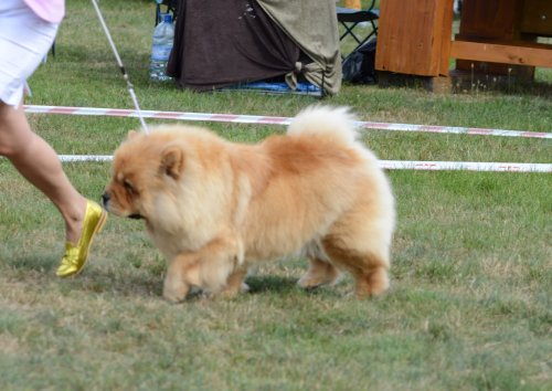 12 Dog Breeds That Aren’t as Friendly as You Think