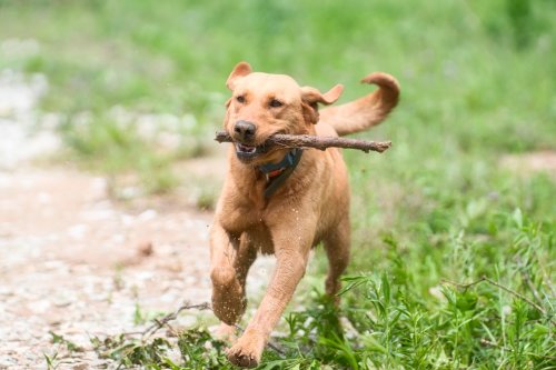 Goofy Dogs: 11 Breeds That Are Super Silly