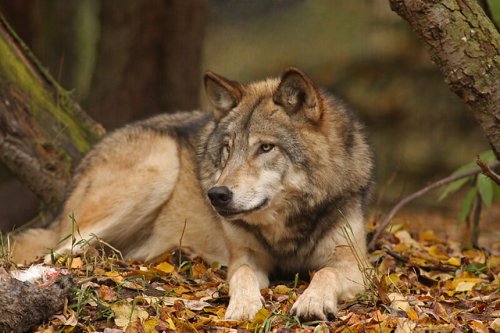 10 Facts About The Moonlit Monarch of the North: The Alaskan Timber Wolf