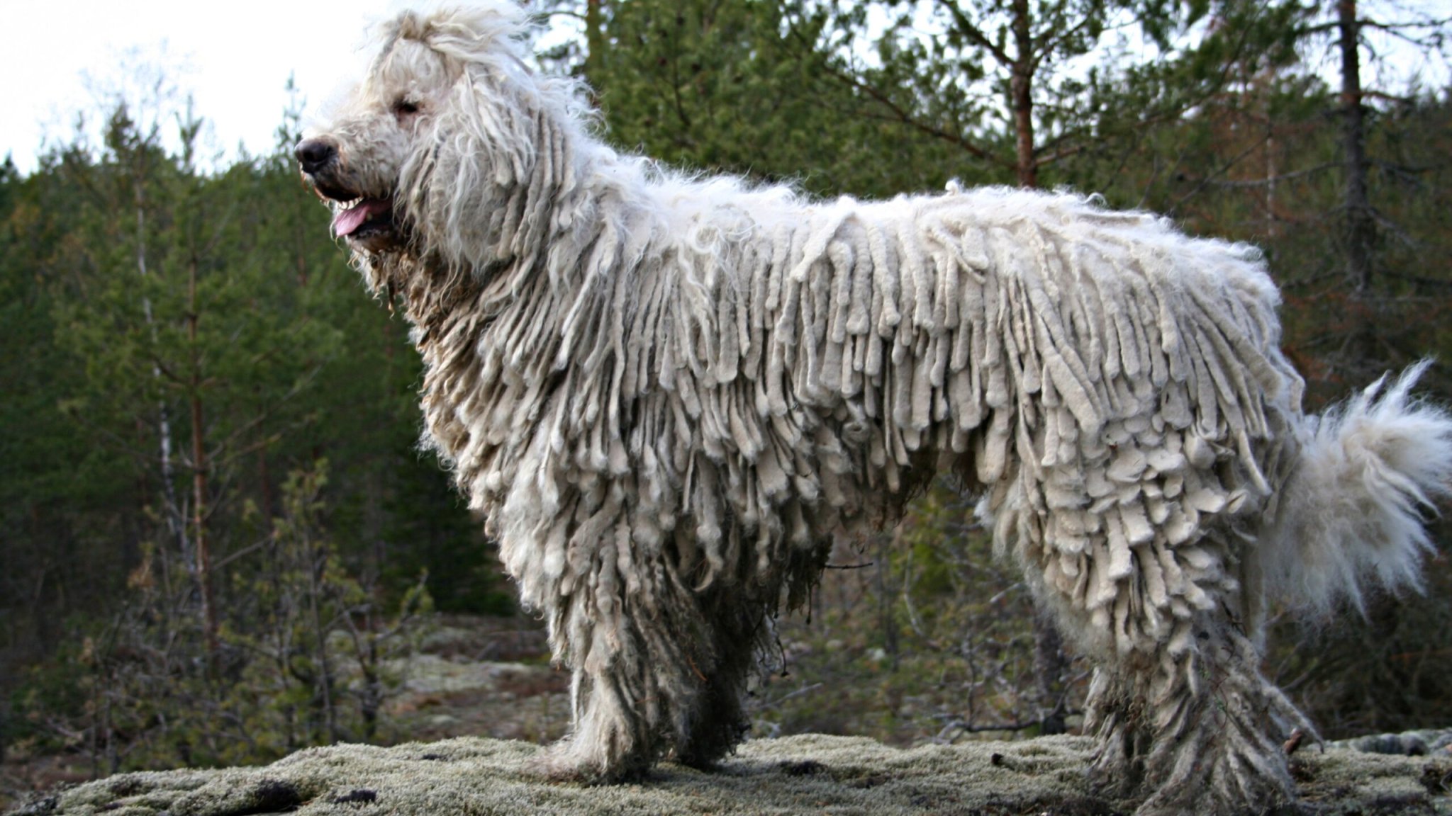 Top 20 Rarest Dog Breeds You’ve Probably Never Heard Of | Flipboard