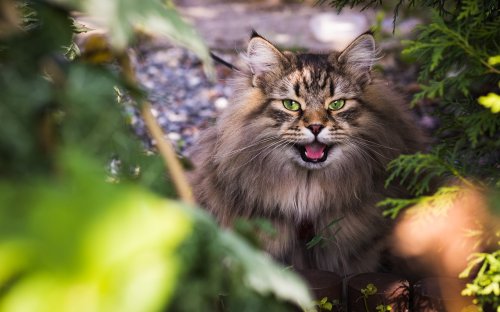 10 Common Mistakes Cat Owners Make Without Realizing It