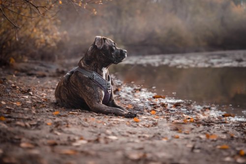 What Owning a Pitbull Says About You