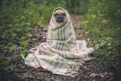 How a Pug’s Cheerfulness Brightens Even the Gloomiest Days