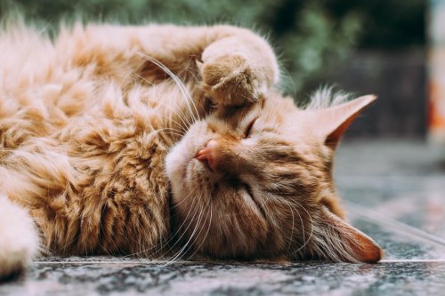 10 Smells that Cats Dislike (And 5 They Just Adore)