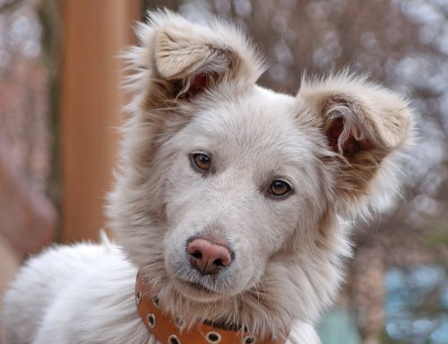 12 Human Actions That Confuse Your Dog