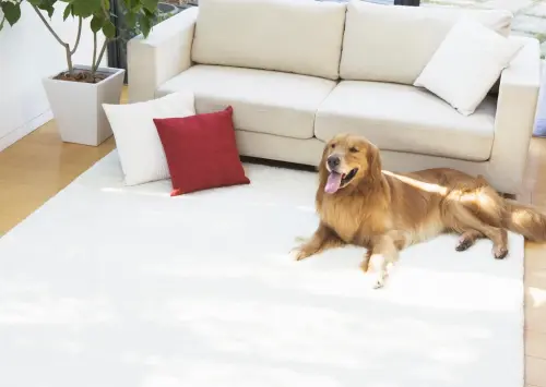12 Actions That Show Your Dog Gets You Like No One Else