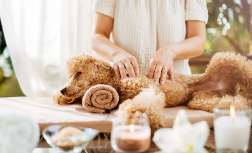 13 Ways to Destress Your Dog