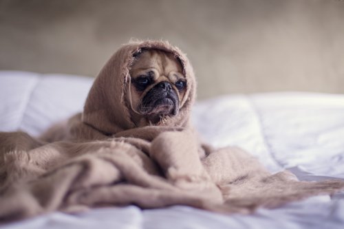 Does Your Dog’s Anxiety Rule Your Life Too Much?