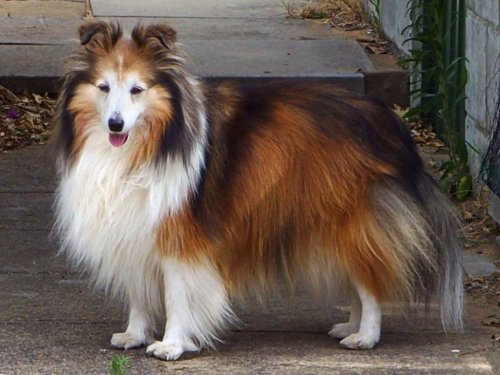 Why Shetland Sheepdogs Are the Perfect Dog for Smart Owners