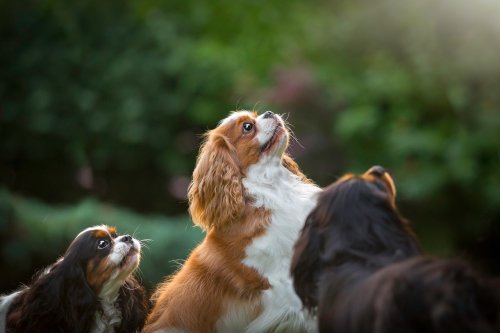 10 Dogs That Love Making New Friends (and 5 Devoted to Their Favorite Human)