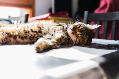 10 Quirky Cat Breeds That Will Always Make You Smile