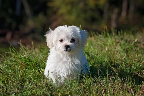 9 Small Dog Problems That Big Dog Owners Will Never Understand