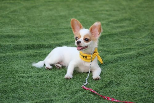 15 Tiny Dog Breeds With Big Personalities That Scream for Attention