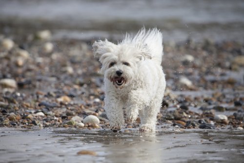 Everything You Need to Know about the Lively and Lovable Shichon