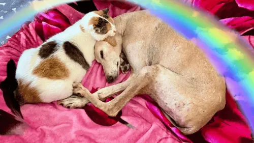 Heartwarming Rescue Stories - cover