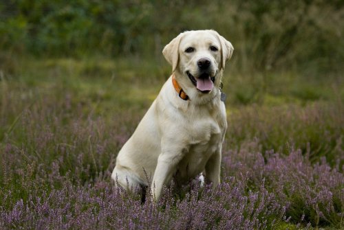10 Dog Breeds That Enjoy Life on the Road with Their Owners