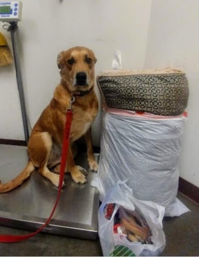 Dog Surrendered Back to Shelter with Bedding and All His Toys