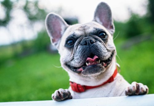Most Popular Dog Breeds in Forida
