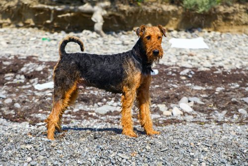 Everything You Need to Know about the Airedale Terrier