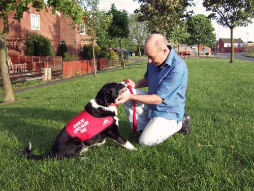 10 Dog Breeds That Make Exceptional Diabetic Service Dogs