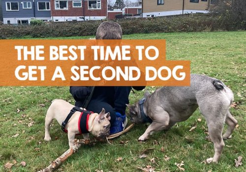 When Is the Best Time to Get a Second Dog? (+ the risks)