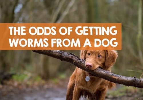 What Are the Chances of Getting Worms from Your Dog?