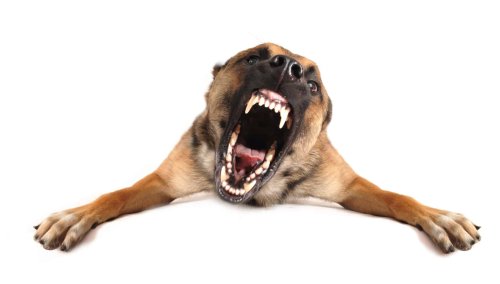 World's Most Aggressive Dog Breeds