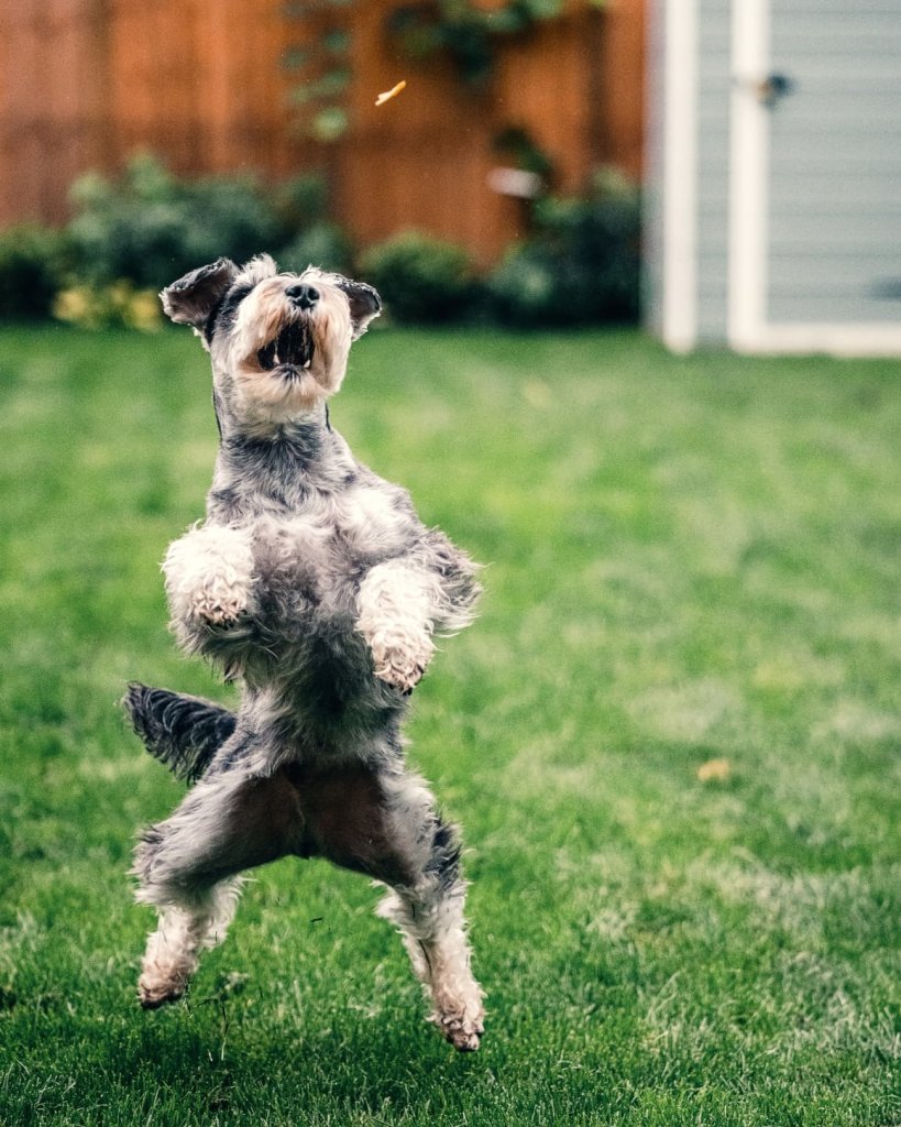 Sophie The Pup - cover