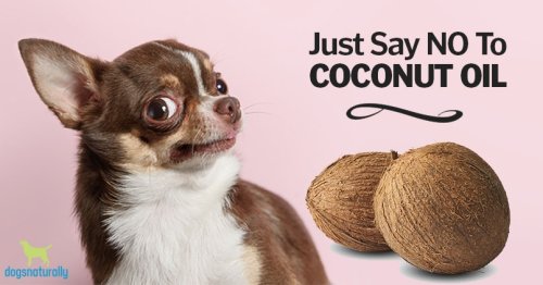 Coconut Oil For Dogs: New Research Says Stay Away