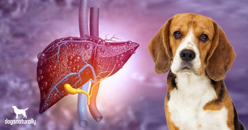 How To Spot The Early Signs Of Liver Disease In Dogs