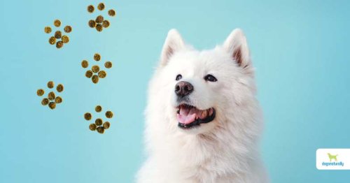 How To Make Dog Kibble Better - Dogs Naturally