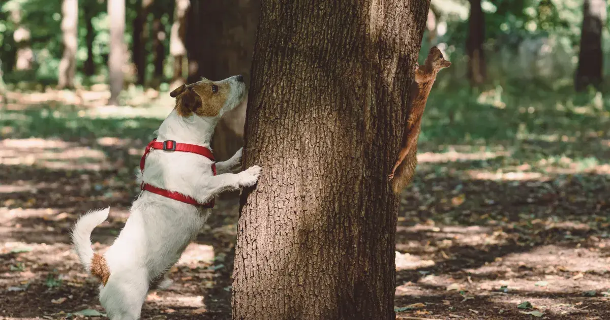 What to Do If You Encounter a Wild Animal While Walking Your Dog