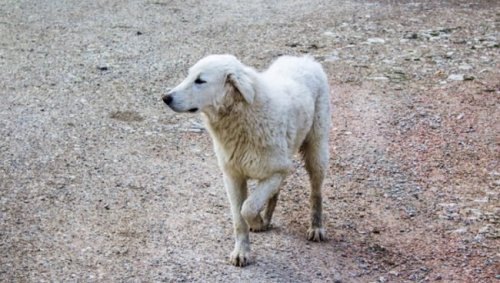 Brachial Plexus Avulsion in Dogs: Symptoms, Causes, & Treatments