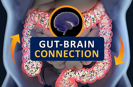 The Enteric Nervous System (ENS): The Gut-brain Axis cover image