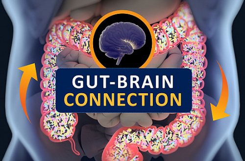 The gut-brain connection - Harvard Health