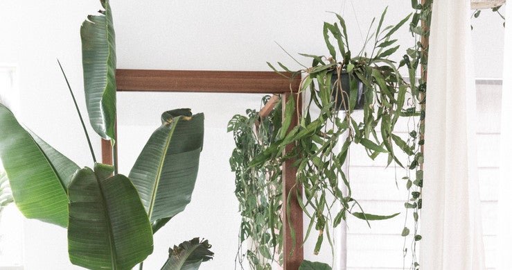 One Couple Turned a 650-Square-Foot Rental into a Plant-Filled Boho Oasis