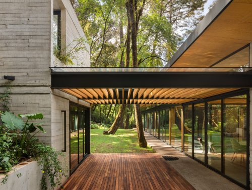 A house in Mexico rooted in the forest