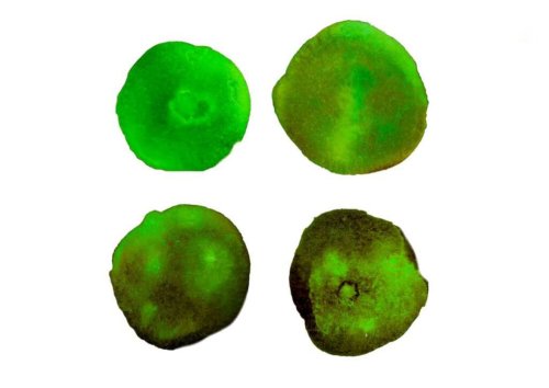 Test di personalità: il cerchio verde che sceglierai ti rivelerà quanto sei lunatico | Donnaweb.net