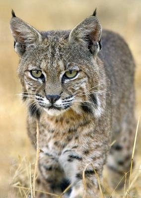 Interesting Facts about Bobcats Most People Don't Know