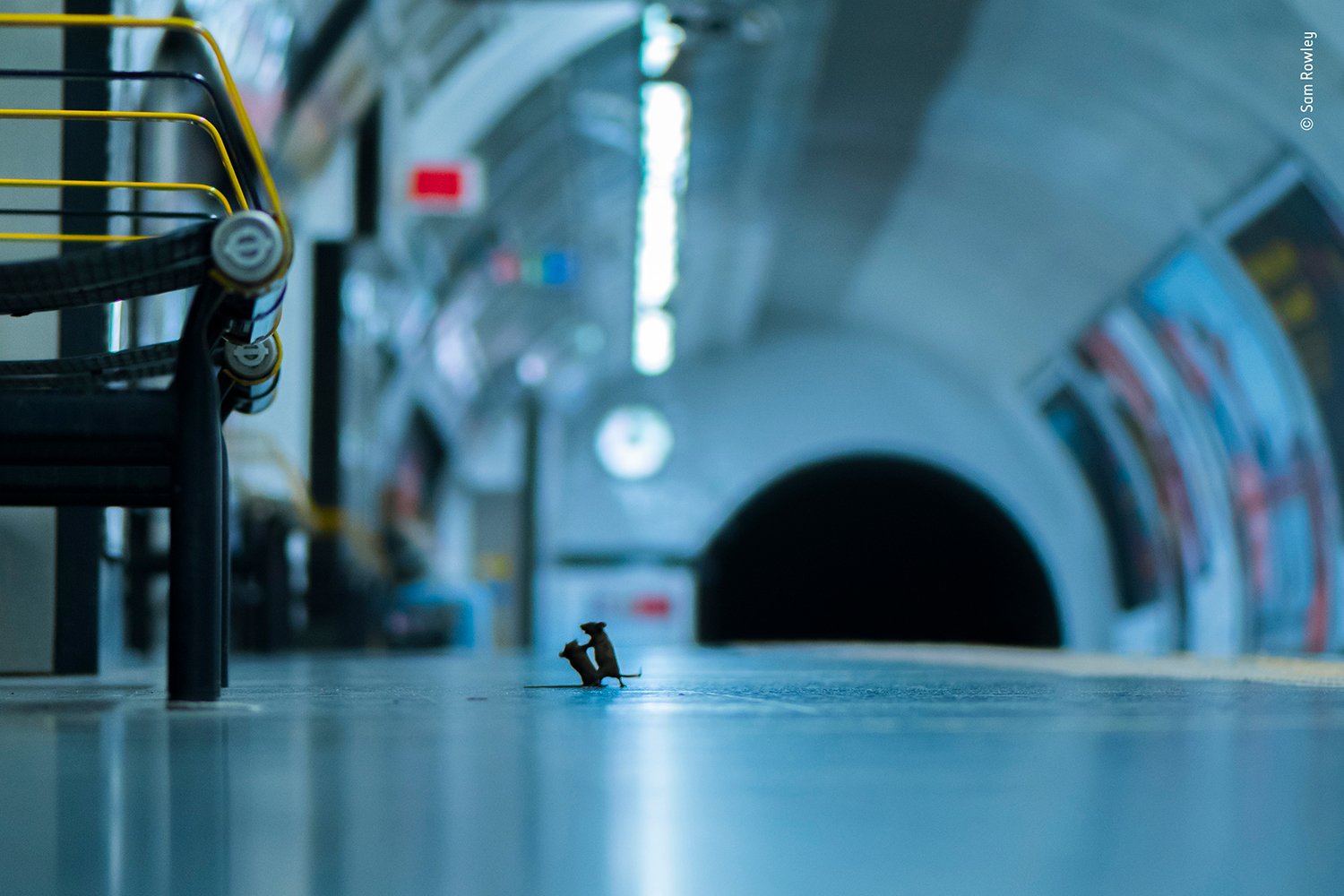 Station Squabble: The Story Behind This Incredible Photo of Two Mice Fighting