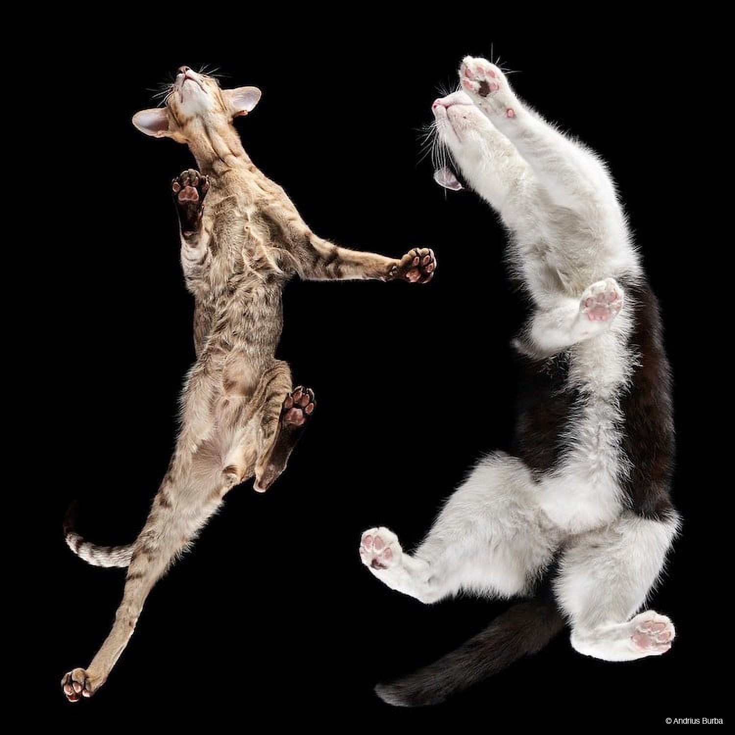 Photographer Captures Cats and Dogs from Below in Adorable Photo Series