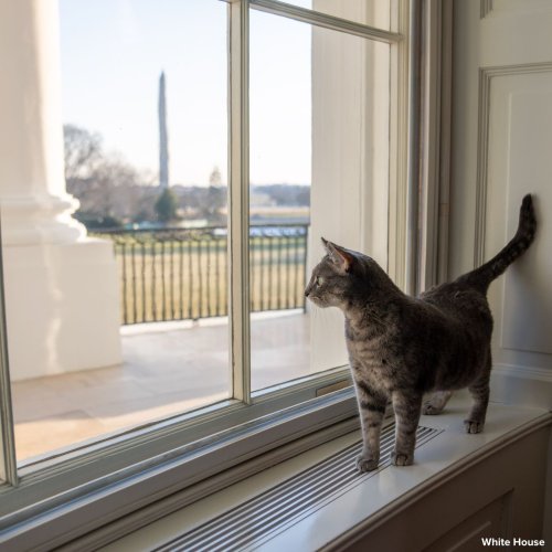 8 Adorable Photos of the White House's New Cat, Willow - Page 2 of 2 - Digital Photo Magazine