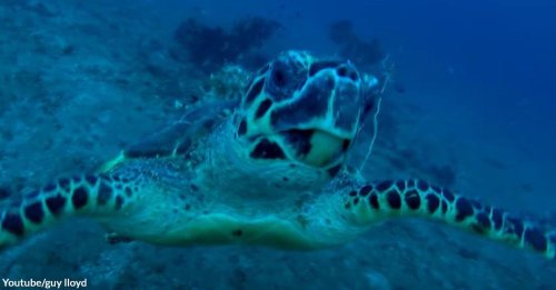 This Diver Shared a Remarkable Moment with a Sea Turtle Who Approached Him for Help
